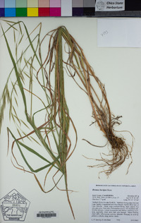 Bromus laevipes image