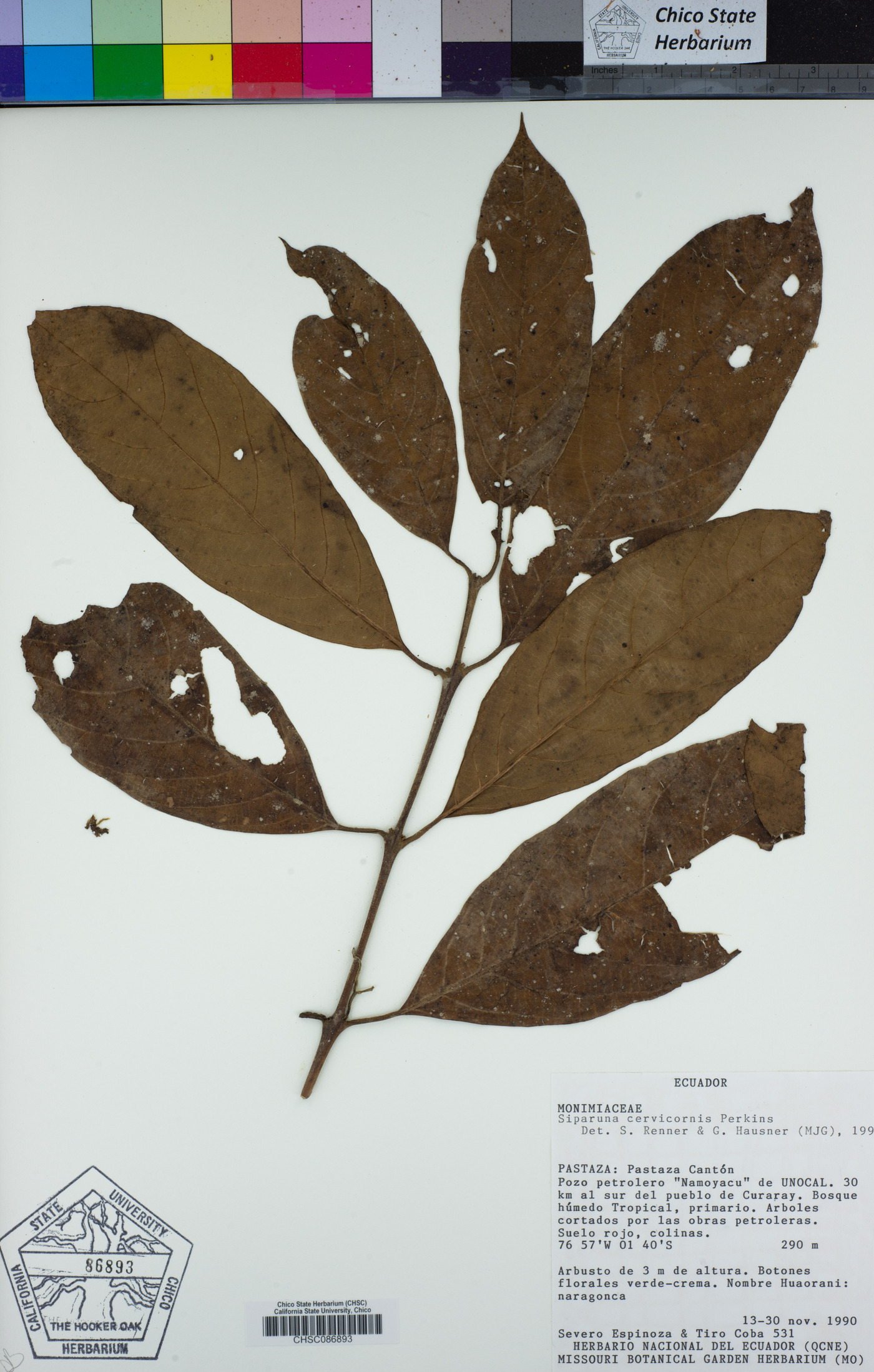 Siparunaceae image