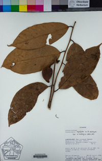 Image of Compsoneura rigidifolia