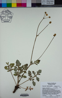 Sanicula bipinnatifida image