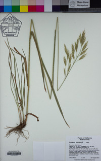 Bromus suksdorfii image