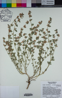 Acmispon nevadensis var. nevadensis image