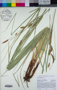 Carex barbarae image