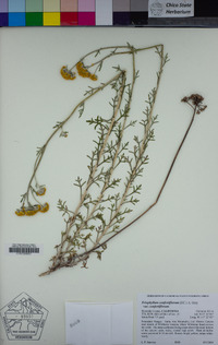 Eriophyllum confertiflorum var. confertiflorum image