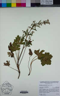 Sanicula crassicaulis image