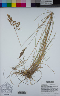 Poa pratensis subsp. pratensis image