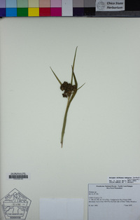 Scirpus diffusus image