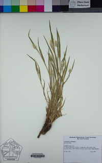 Cynosurus echinatus image