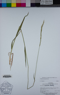 Trisetum canescens image