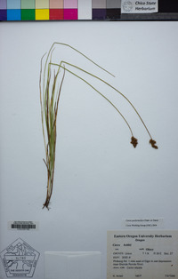 Carex pachystachya image