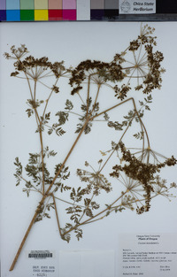 Conium maculatum image