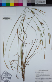 Carex conoidea image