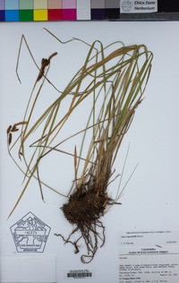 Carex spectabilis image