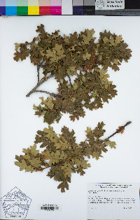 Quercus garryana image