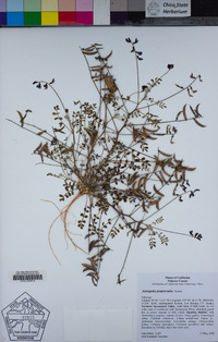 Astragalus pauperculus image