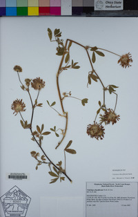 Trifolium obtusiflorum image