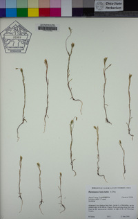 Rigiopappus leptocladus image