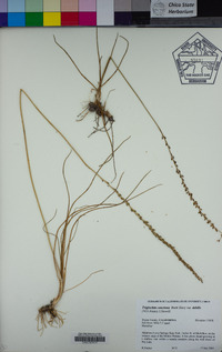 Triglochin concinna var. debilis image