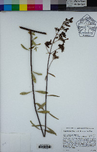 Keckiella breviflora var. breviflora image