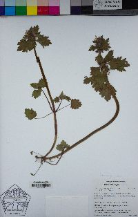 Lamium purpureum image