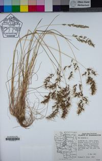 Poa bulbosa image