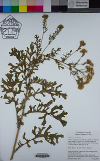 Senecio jacobaea image