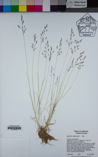 Agrostis idahoensis image