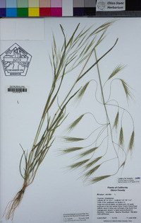 Bromus sterilis image