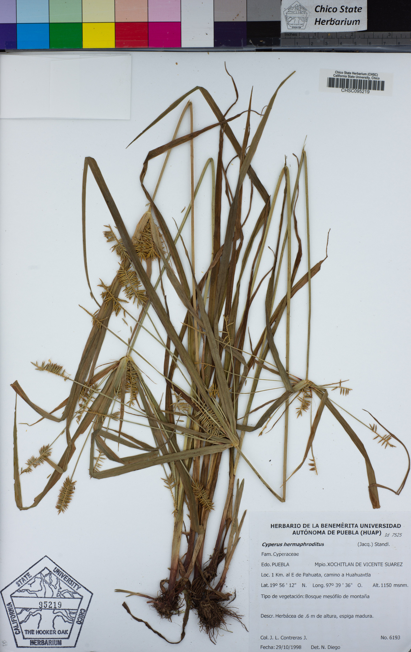 Cyperus hermaphroditus image