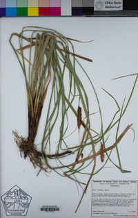 Carex barbarae image