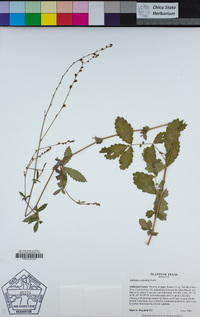 Image of Agrimonia rostellata