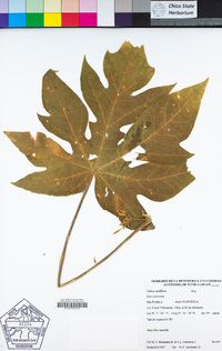 Image of Vasconcellea cauliflora