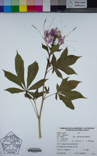 Image of Cleoserrata speciosa