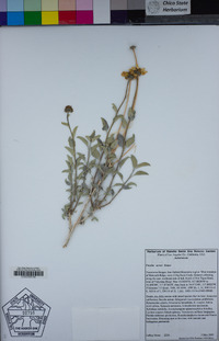 Encelia actoni image