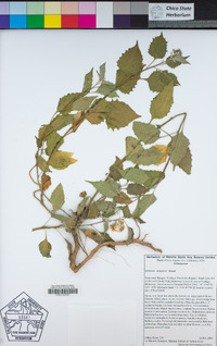 Solanum douglasii image