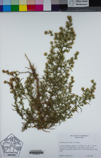 Dittrichia graveolens image