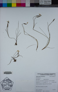 Sisyrinchium tenuifolium image