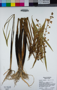 Sagittaria longiloba image