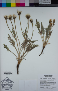 Crepis occidentalis image