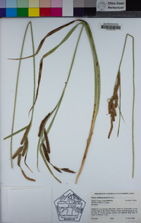 Carex nebrascensis image