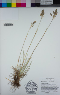 Poa pratensis subsp. pratensis image