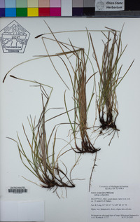 Carex scirpoidea subsp. scirpoidea image