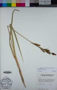 Carex nebrascensis image