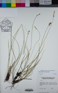 Carex echinata image