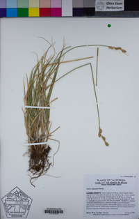 Carex petasata image