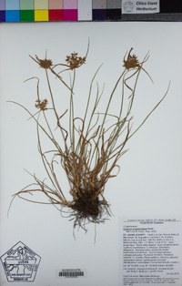 Cyperus polystachyos image