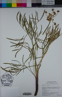 Lomatium triternatum image