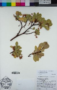 Arctostaphylos manzanita image