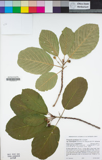 Frangula purshiana subsp. annonifolia image