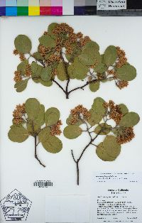 Arctostaphylos patula image